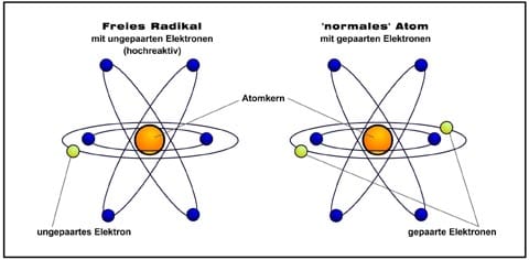 Freie Radikale und Antioxidantien im Detail