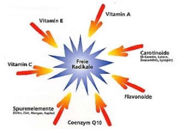 Frische Zutaten für eine antioxidative Ernährung