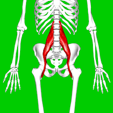 Anatomische Darstellung des Iliopsoas Muskels zur Veranschaulichung von Rückenschmerzen